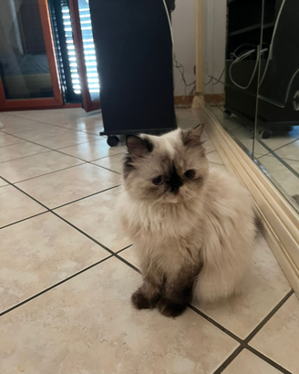 Animali gattina