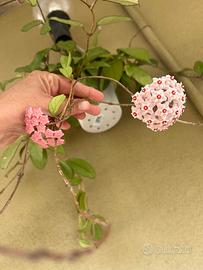Hoya fiore di cera