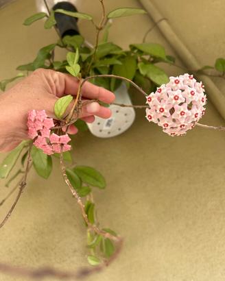 Hoya fiore di cera
