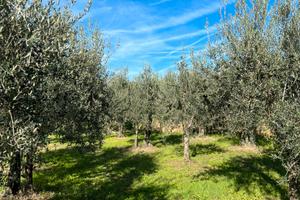 Terreno con ulivi