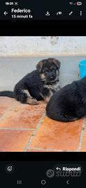 Cuccioli pastore tedesco