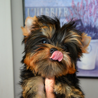 Yorkshire Terrier 2 Maschi Dolcissimi