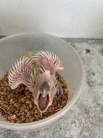 Pappagalli allevati a mano ed altro