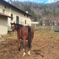 Cavalla appenninica 15 anni adatta a treking