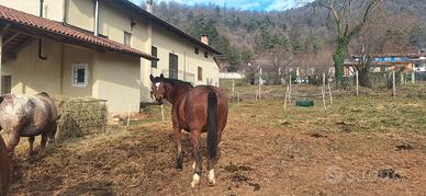 Cavalla appenninica 15 anni adatta a treking