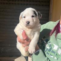 Cucciolotto mix Lagotto
