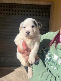 Cucciolotto mix Lagotto