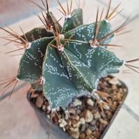 Astrophytum ornatum cactus
