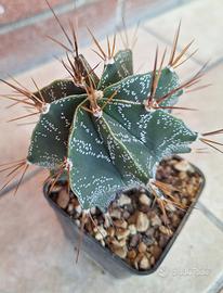 Astrophytum ornatum cactus