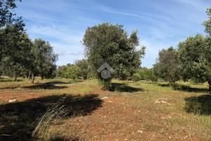 TER. AGRICOLO A CAROVIGNO