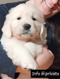 Cuccioli di Golden retriever