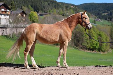 Splendita puledra per Allevamento e Sport