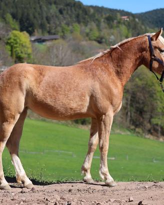 Splendita puledra per Allevamento e Sport