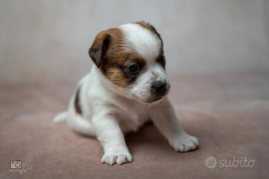 Cuccioli JACK RUSSELL