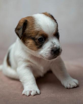 Cuccioli JACK RUSSELL