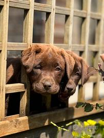Labrador