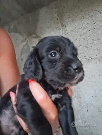 cuccioli cocker