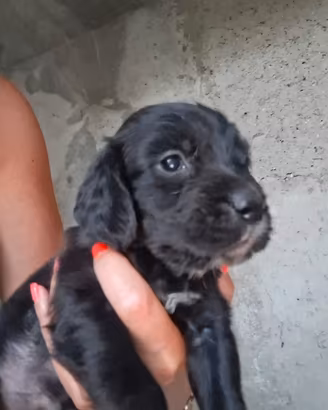 cuccioli cocker