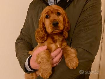 Cocker cucciola