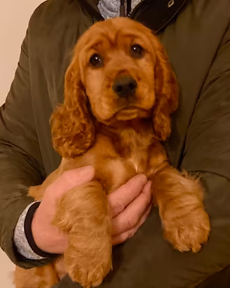 Cocker cucciola