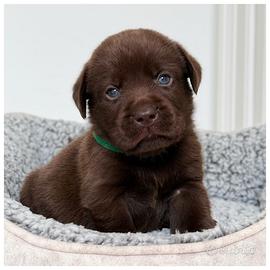 Cuccioli Labrador Cioccolato e Neri per Natale