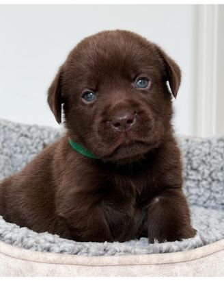 Cuccioli Labrador Cioccolato e Neri per Natale