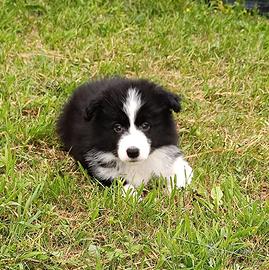 Cuccioli Border collie