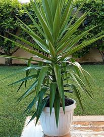 YUCCA in vaso bianco 