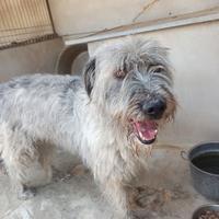 Holly: Stupendo pastore bergamasco in adozione