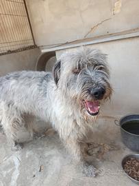 Holly: Stupendo pastore bergamasco in adozione