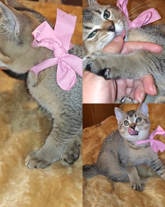 Gattina british