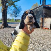 Cuccioli cocker spaniel inglese