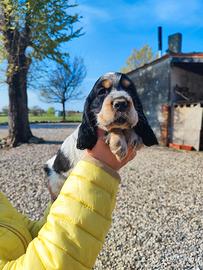 Cuccioli cocker spaniel inglese