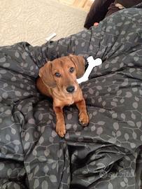 Cani di taglia piccola