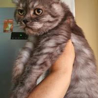 Scottish straight femminuccia