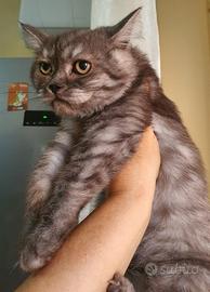 Scottish straight femminuccia