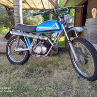 Cimatti kaiman 50