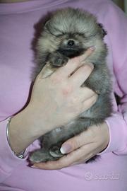 Spitz pomerania tedesco