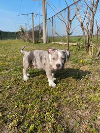 Cucciolo american bully