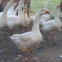 Oca romagnola coppia