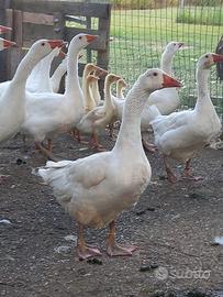 Oca romagnola coppia