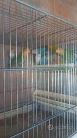 Inseparabili