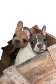 Bulldog francese