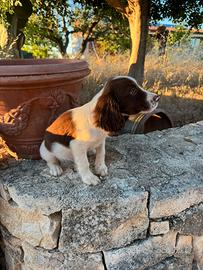 Springer Spaniel