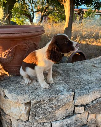 Springer Spaniel