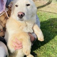 Cuccioli taglia media 3 mesi