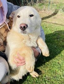 Cuccioli taglia media 3 mesi