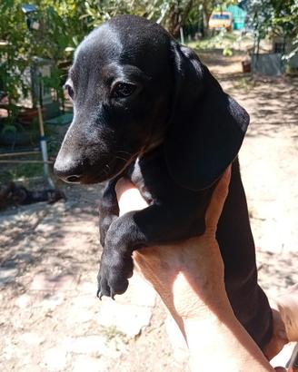 Bassottina piebald total blackkaninchen