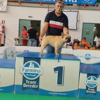 Bulldog francese