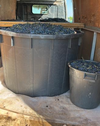 Uva da vino Negramaro